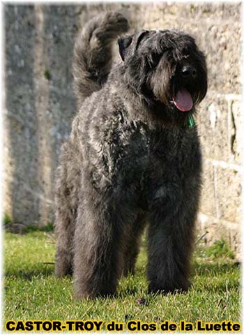 bouvier des flandres du clos de la luette - copyright déposé